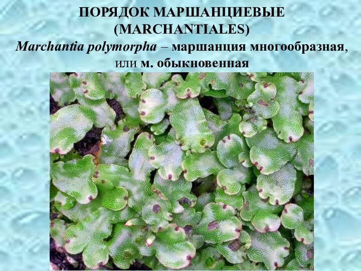 ПОРЯДОК МАРШАНЦИЕВЫЕ (MARCHANTIALES) Marchantia polymorpha – маршанция многообразная, или м. обыкновенная