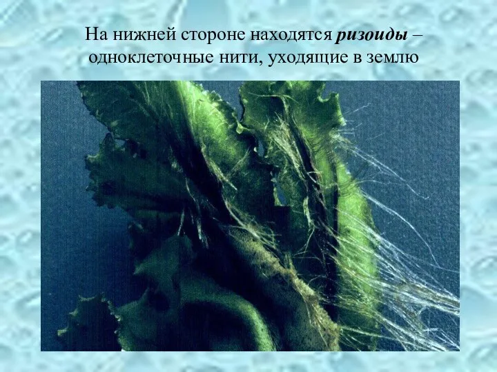 На нижней стороне находятся ризоиды – одноклеточные нити, уходящие в землю