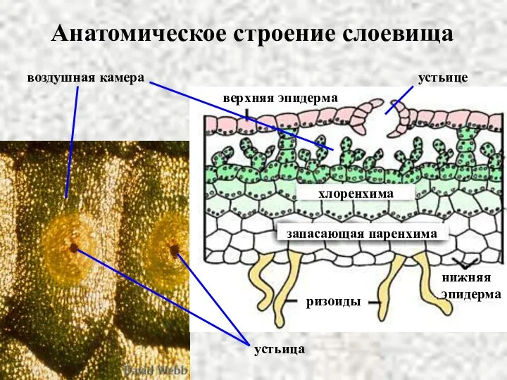 ризоиды верхняя эпидерма устьице нижняя эпидерма хлоренхима запасающая паренхима устьица воздушная камера Анатомическое строение слоевища