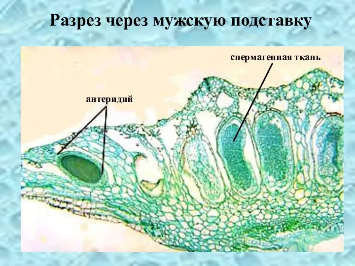 антеридий Разрез через мужскую подставку спермагенная ткань