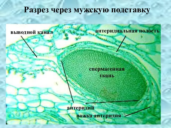 антеридий Разрез через мужскую подставку антеридиальная полость выводной канал спермагенная ткань ножка антеридия