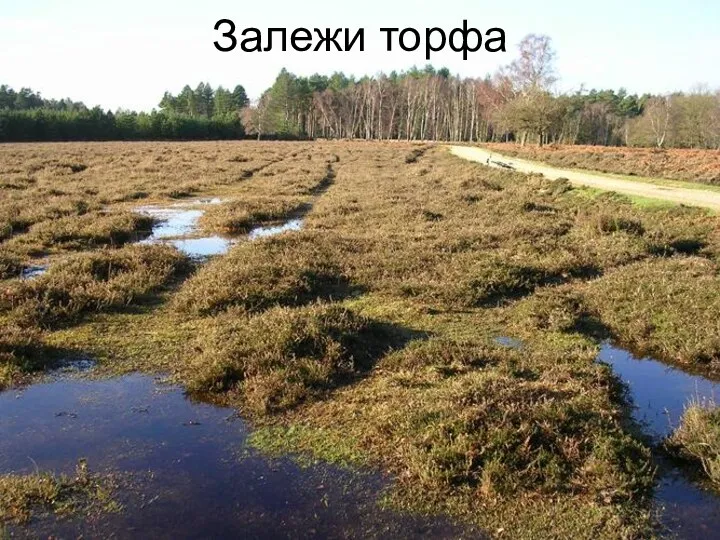 Залежи торфа