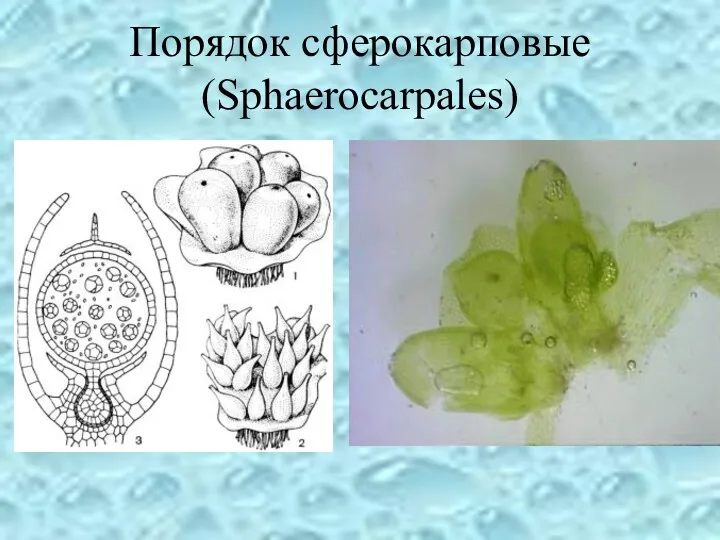 Порядок сферокарповые (Sphaerocarpales)