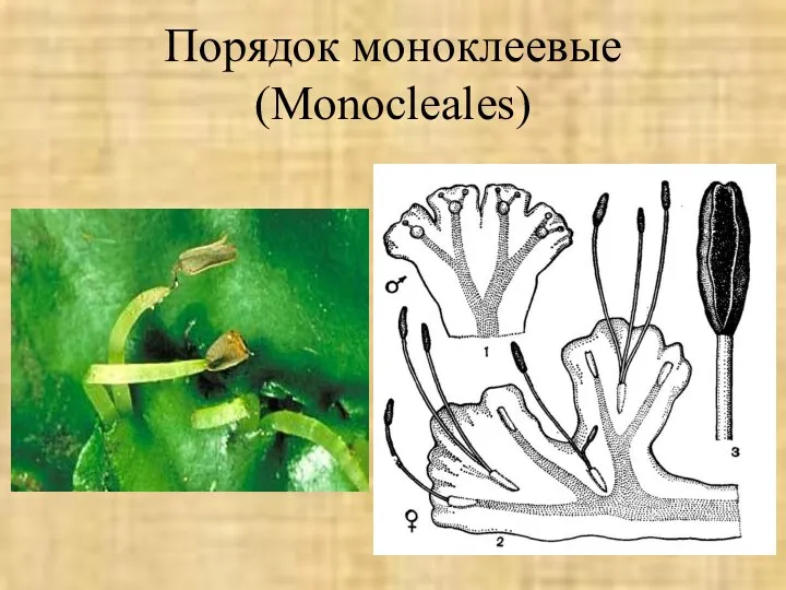 Порядок моноклеевые (Monocleales)