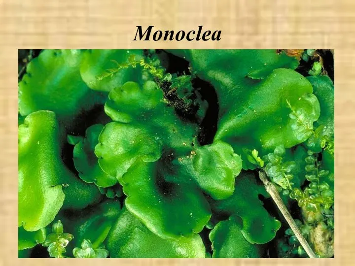 Monoclea