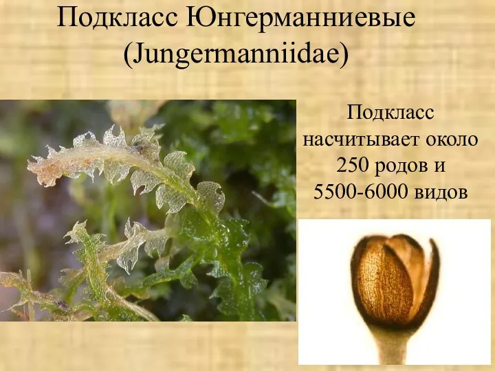 Подкласс Юнгерманниевые (Jungermanniidae) Подкласс насчитывает около 250 родов и 5500-6000 видов