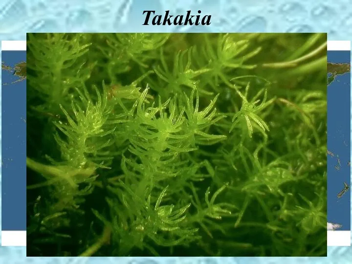Takakia