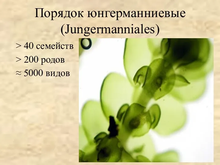 Порядок юнгерманниевые (Jungermanniales) > 40 семейств > 200 родов ≈ 5000 видов