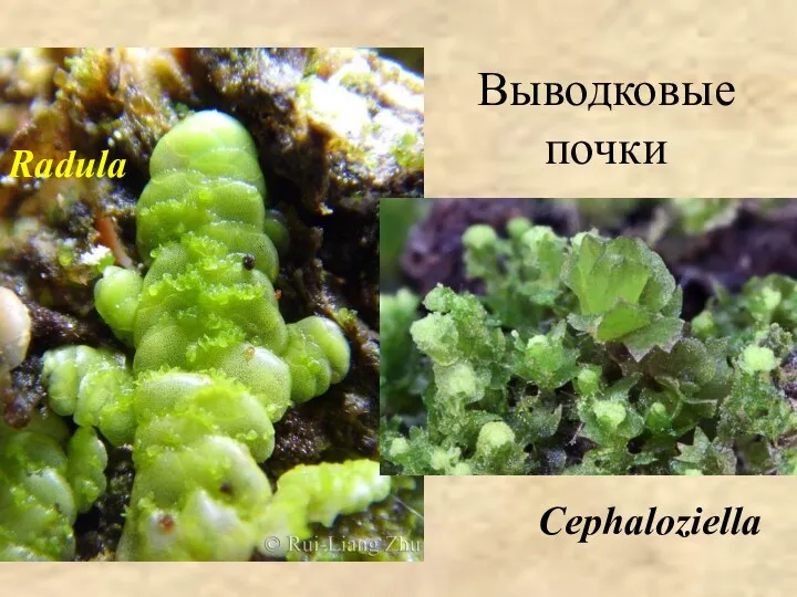 Выводковые почки Radula Cephaloziella