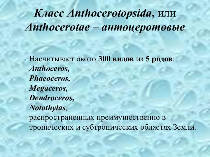 Класс Anthocerotopsida, или Anthocerotae – антоцеротовые Насчитывает около 300 видов из 5 родов: