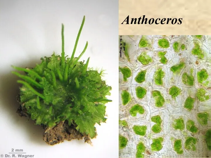 Anthoceros