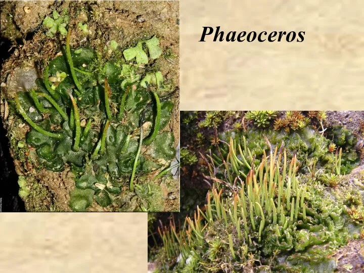 Phaeoceros