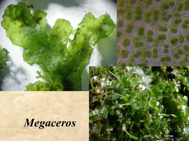 Megaceros