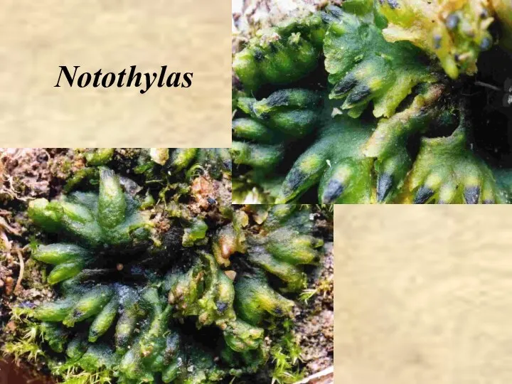 Notothylas
