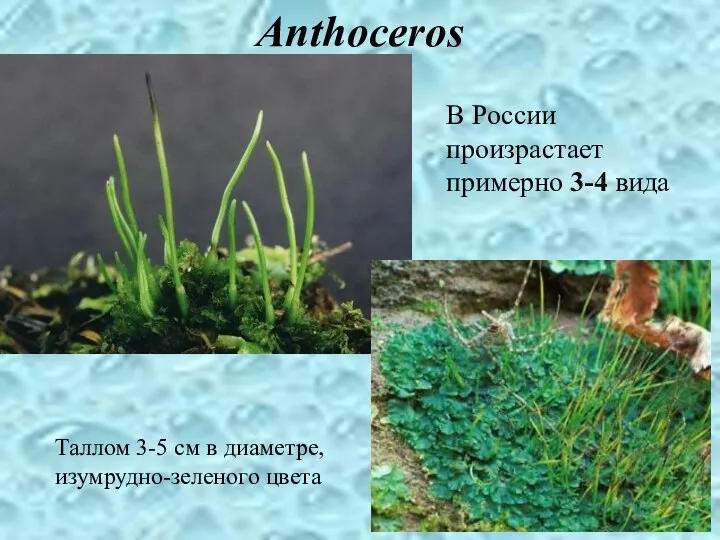 Anthoceros В России произрастает примерно 3-4 вида Таллом 3-5 см в диаметре, изумрудно-зеленого цвета