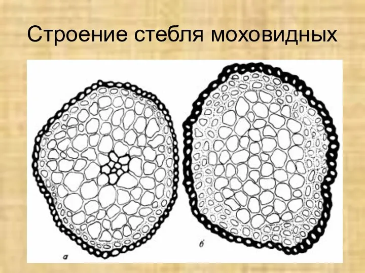 Строение стебля моховидных