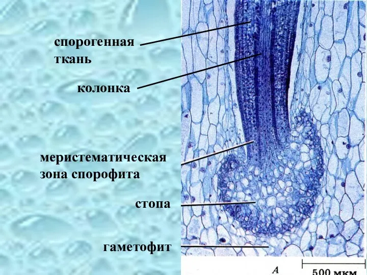 меристематическая зона спорофита стопа гаметофит колонка спорогенная ткань