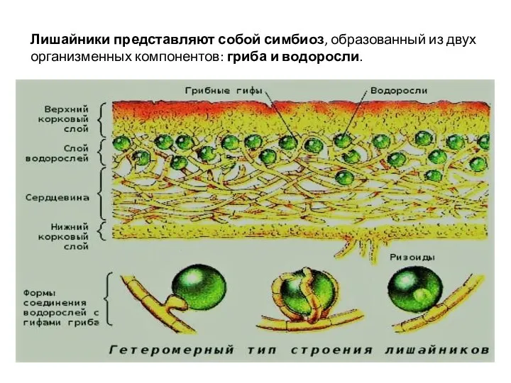 Лишайники представляют собой симбиоз, образованный из двух организменных компонентов: гриба и водоросли.
