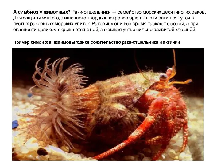 А симбиоз у животных? Раки-отшельники — семейство морских десятиногих раков.