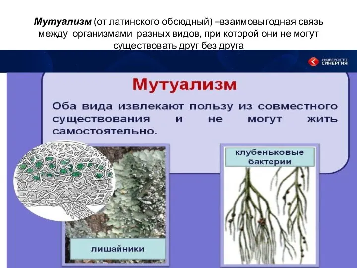 Мутуализм (от латинского обоюдный) –взаимовыгодная связь между организмами разных видов,