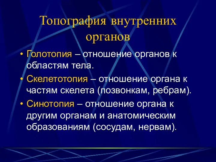 Топография внутренних органов Голотопия – отношение органов к областям тела.