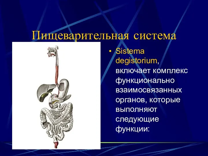 Пищеварительная система Sistema degistorium, включает комплекс функционально взаимосвязанных органов, которые выполняют следующие функции: