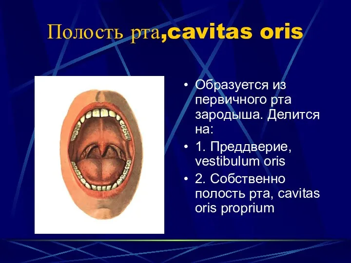 Полость рта,cavitas oris Образуется из первичного рта зародыша. Делится на: