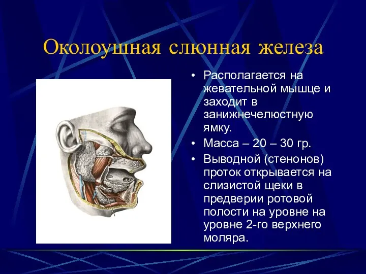 Околоушная слюнная железа Располагается на жевательной мышце и заходит в