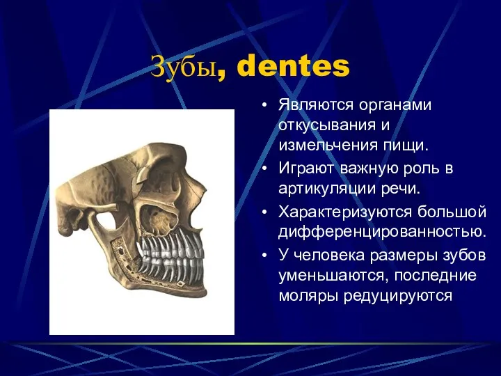 Зубы, dentes Являются органами откусывания и измельчения пищи. Играют важную