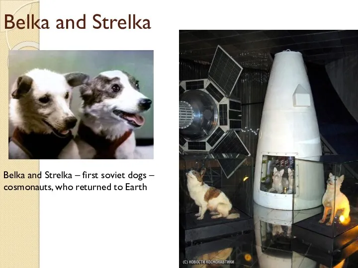 Belka and Strelka Belka and Strelka – first soviet dogs – cosmonauts, who returned to Earth