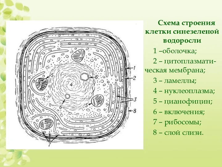 Схема строения клетки синезеленой водоросли 1 –оболочка; 2 – цитоплазмати-