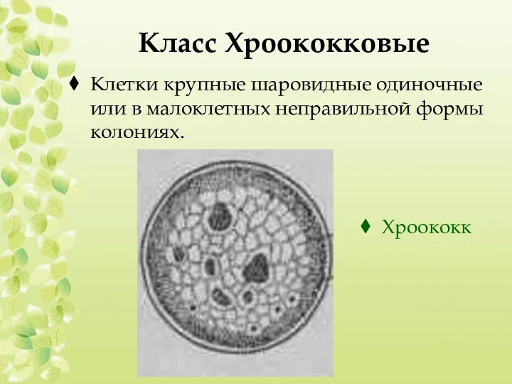 Класс Хроококковые Клетки крупные шаровидные одиночные или в малоклетных неправильной формы колониях. Хроококк
