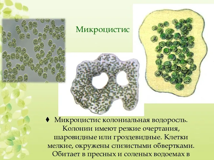 Микроцистис колониальная водоросль. Колонии имеют резкие очертания, шаровидные или гроздевидные. Клетки мелкие, окружены