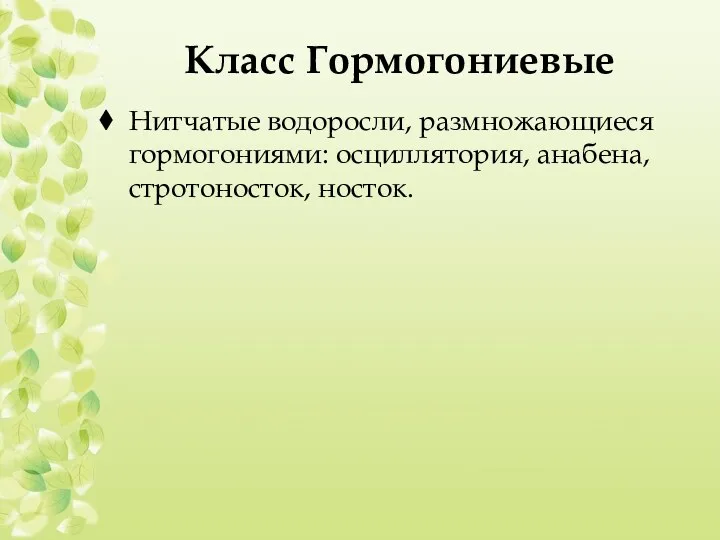 Класс Гормогониевые Нитчатые водоросли, размножающиеся гормогониями: осциллятория, анабена, стротоносток, носток.