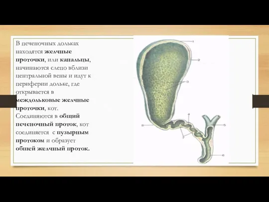 В печеночных дольках находятся желчные проточки, или канальцы, начинаются слепо