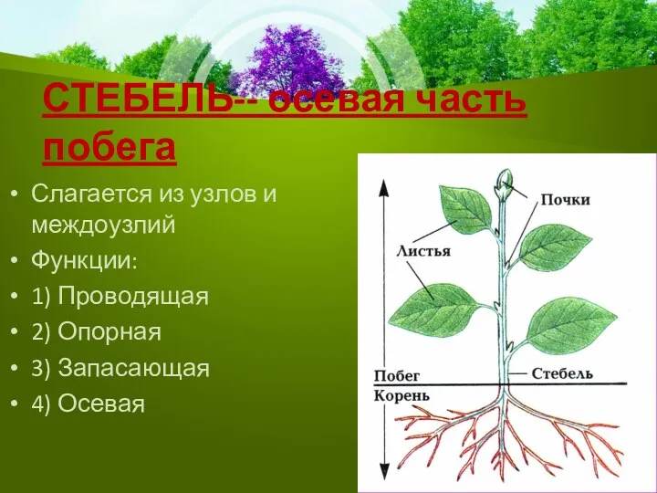 СТЕБЕЛЬ-- осевая часть побега Слагается из узлов и междоузлий Функции: