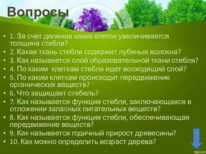 Вопросы 1. За счет деления каких клеток увеличивается толщина стебля?