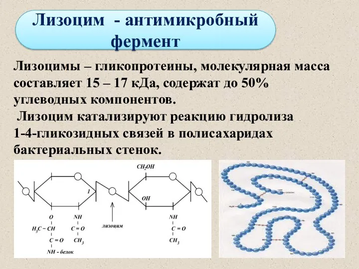 Лизоцим - антимикробный фермент Лизоцимы – гликопротеины, молекулярная масса составляет