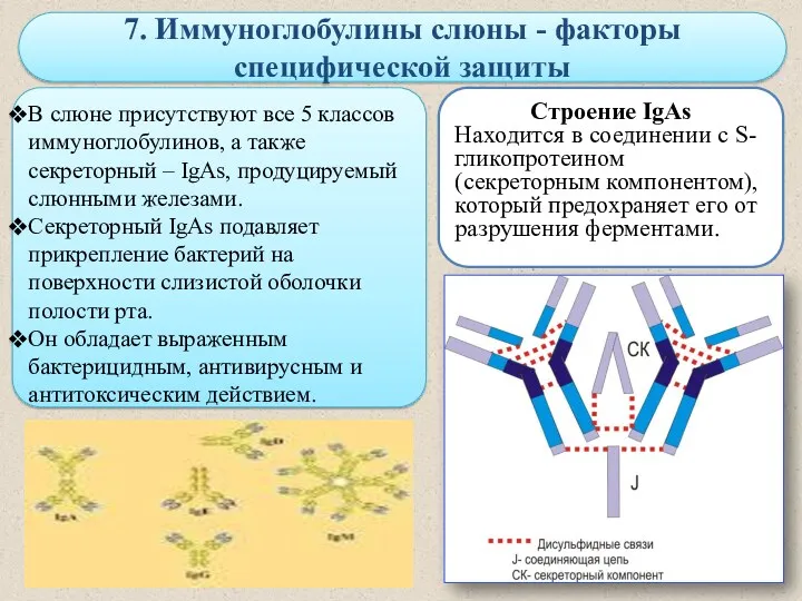 7. Иммуноглобулины слюны - факторы специфической защиты В слюне присутствуют