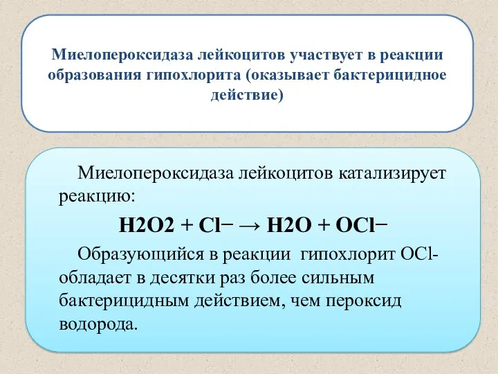 Миелопероксидаза лейкоцитов участвует в реакции образования гипохлорита (оказывает бактерицидное действие)