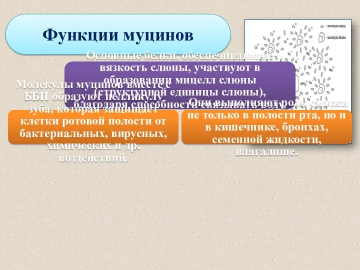 Функции муцинов Основные белки, обеспечивающие вязкость слюны, участвуют в образовании