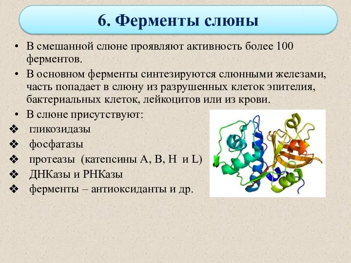 6. Ферменты слюны В смешанной слюне проявляют активность более 100