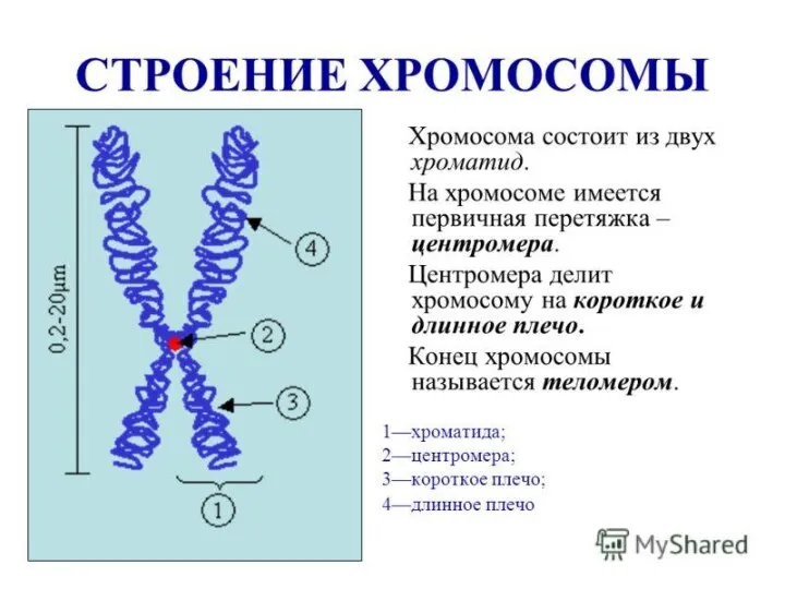 СТРОЕНИЕ ХРОМОСОМ