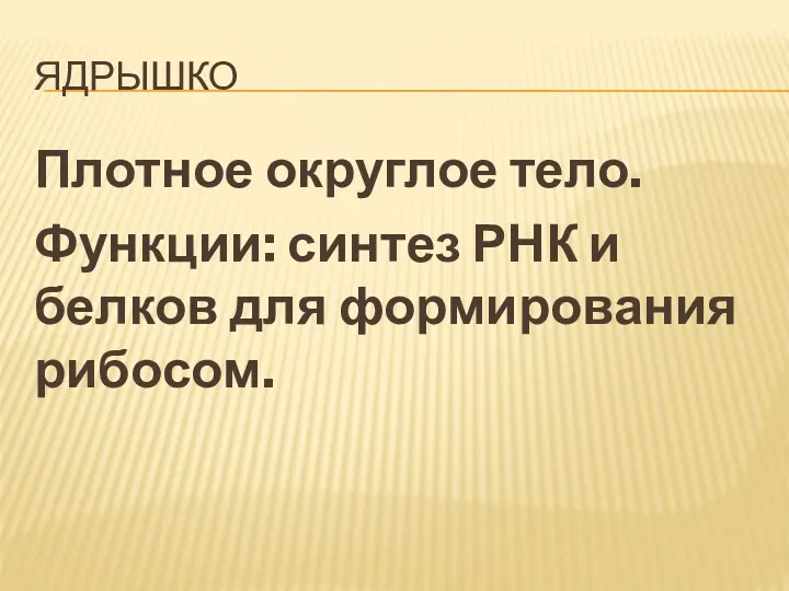 ЯДРЫШКО Плотное округлое тело. Функции: синтез РНК и белков для формирования рибосом.