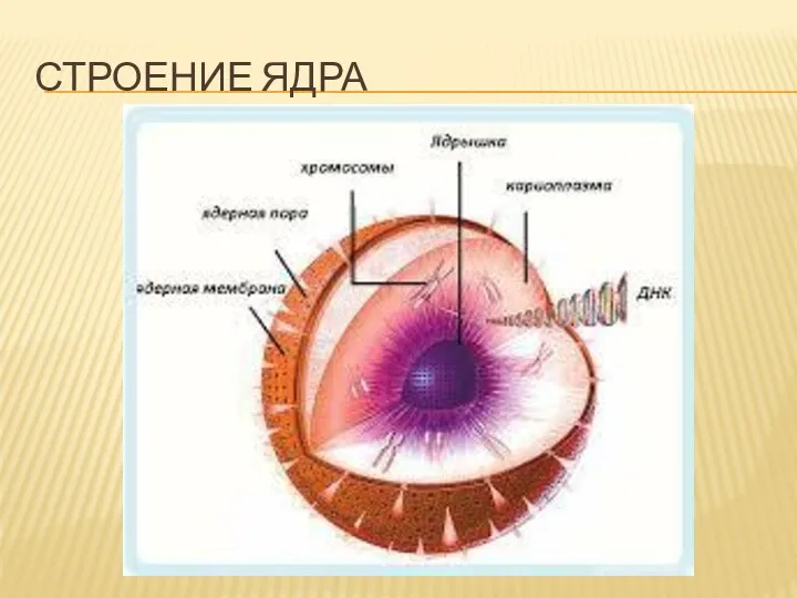 СТРОЕНИЕ ЯДРА