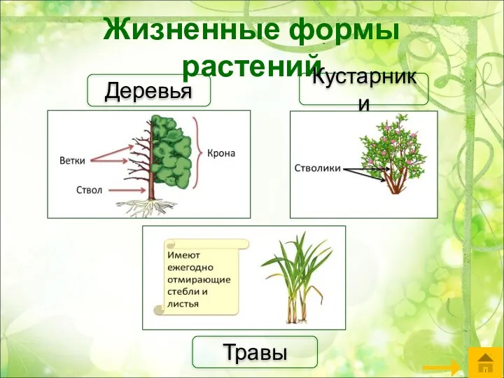 Жизненные формы растений Травы Деревья Кустарники