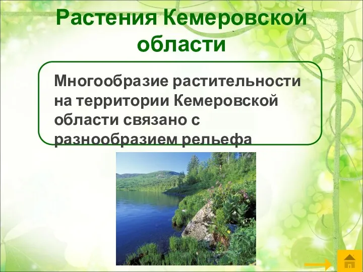 Растения Кемеровской области Многообразие растительности на территории Кемеровской области связано с разнообразием рельефа