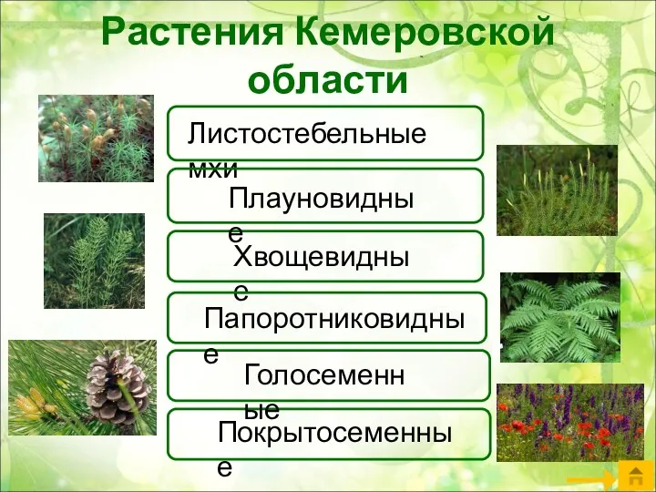 Покрытосеменные Растения Кемеровской области Листостебельные мхи Плауновидные Хвощевидные Папоротниковидные Голосеменные