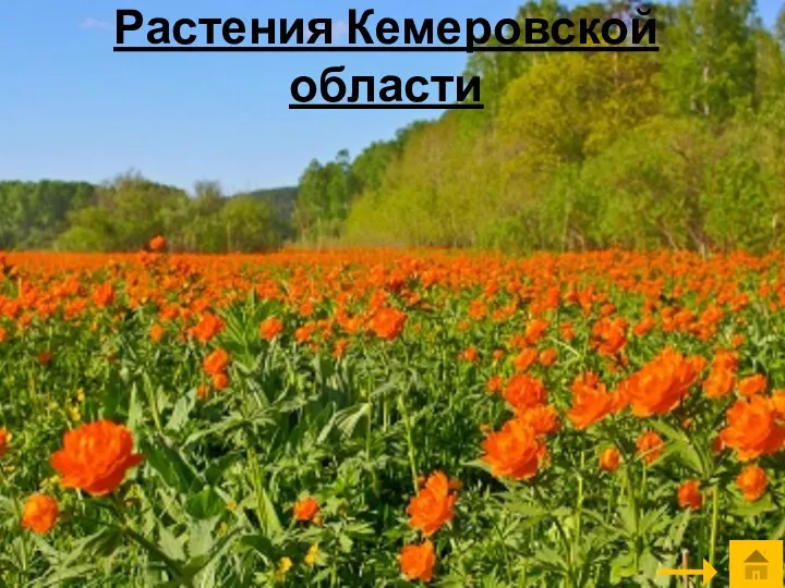 Растения Кемеровской области