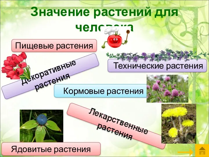 Значение растений для человека Пищевые растения Технические растения Кормовые растения Декоративные растения Лекарственные растения Ядовитые растения